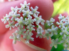 person holding small burnet saxifrage flowers