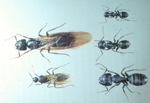 Different species of carpenter ants (males, winged females and workers) are of different sizes