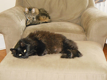Cats laying on furniture
