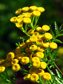yellow common tansy flowers