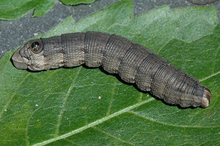 Dark-colored Abbott's sphinx caterpillar