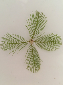 top view of Eurasian watermilfoil to show four branches. 