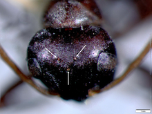 Head of a black field ant with arrows pointing at three simple eyes (ocelli).
