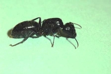 The wings of a carpenter ant queen drop off, after mating.