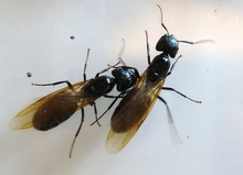 Two winged carpenter ant queens side by side.