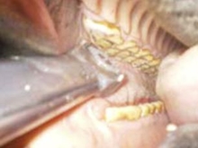 closeup of hand in horse's mouth with filing tool on horse's teeth.