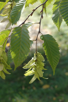 Light green hop-like fruit hanging on a branch with green leaves