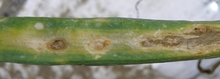 Brown, sunken spots on onion leaf