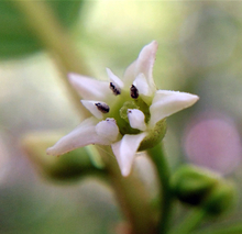 close up of white glossy buckthorn flower