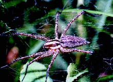 A brown grass spider and its web in the grass.