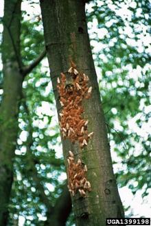 Swarm of moths on a tree with orange fuzzy mass.