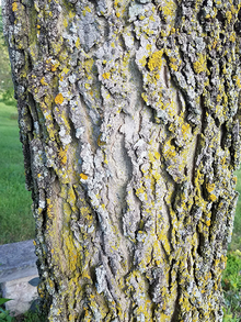 Closeup of hackberry tree bark : gray, rough bark with yellow patches of moss.
