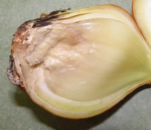 Rotten, mushy inside of an onion cut in half