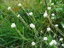 Tall grass-like structures with a cluster of white flowers at the tip