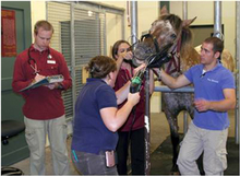 people performing a dental exam on a horse in a barn.