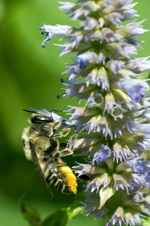 A leafcutter bee on a hyssop flower.