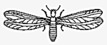 Drawing of a winged termite with a rectangular shaped body with no constrictions, straight, beaded antennae and four wings of equal size and shape that are much longer than the body.