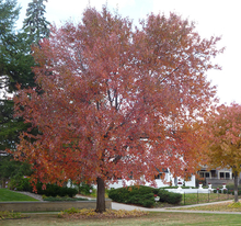 Large maple tree with red fall foliage growing in an urban yard.