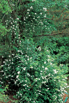 large bush of multiflora rose plants