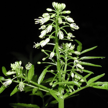 narrowleaf bittercress plant with white flowers on black background