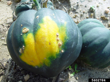 Green pumpkin with large yellow spot.
