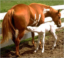 Foal with OLWS genetic mutation nursing. Foal is all white with blue eyes.