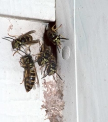 Wasps going into a hole in house