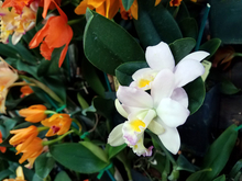 White orchid among other orange flowers and greenery.