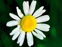 single white oxeye daisy with a yellow middle