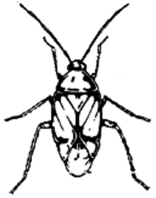 drawing of an insect with two long antennae and six appendages and a wide body.