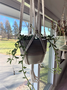 Succulent plant in a ceramic pot and macramé hanger in front of a window with an overhang casting a shadow.