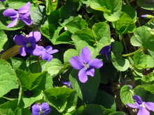 Purple violets with heart-shaped leaves.