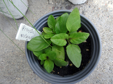 A small pot of self-heal seedlings with a plastic stake with "Prunella vulgaris" written on it.