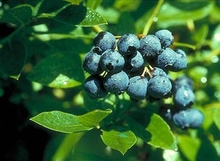stcloud blueberry