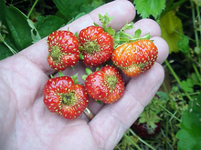 A handful of ripe strawberries with puckering at the tips of the berries.