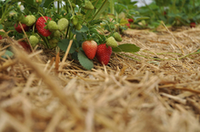 strawberries with straw mulch surrounding plants
