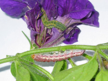 Tobacco budworm with color variation