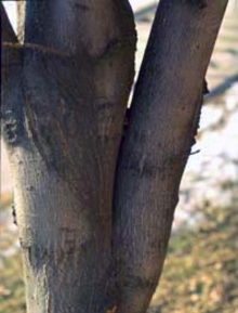closeup of lower tree trunk with two main branches