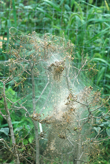 Tree completely webbed by fall webworm