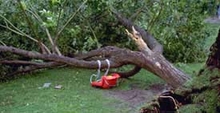 tree uprooted and lying on its side with a child's tree swing attached