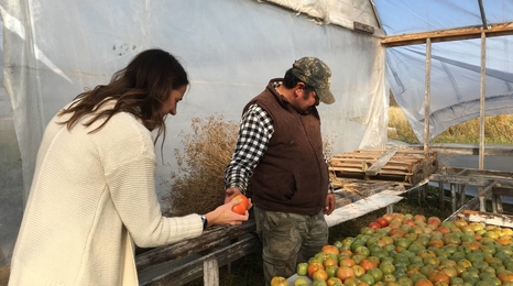 Two farmers look over tomatoes in greenhouse