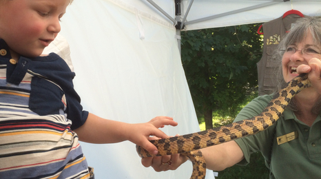 A naturalist holds a snake while a young child touches it.