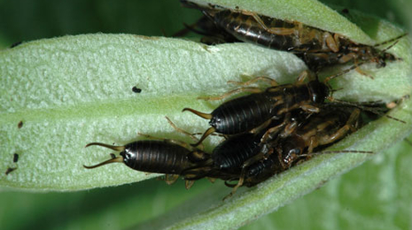 Several black insects with two antennae-like structures