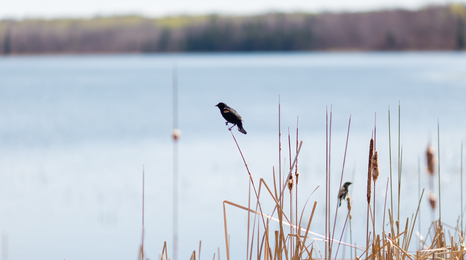 Bird on gold grass by a lake.