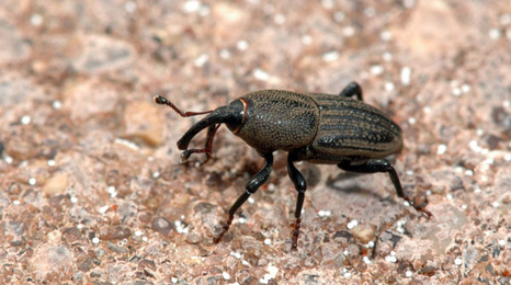 dark colored beetle with a pointed head on dirt