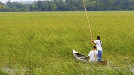 Two people canoeing in a wild rice stand.