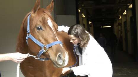 veterinarian listening to a horse's chest with a stethescope