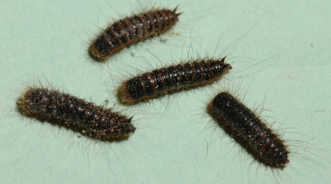 four brown worm-like larvae with many hair-like legs all around their bodies on a green background