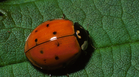 An orange beetle with a black head and a few faint black spots