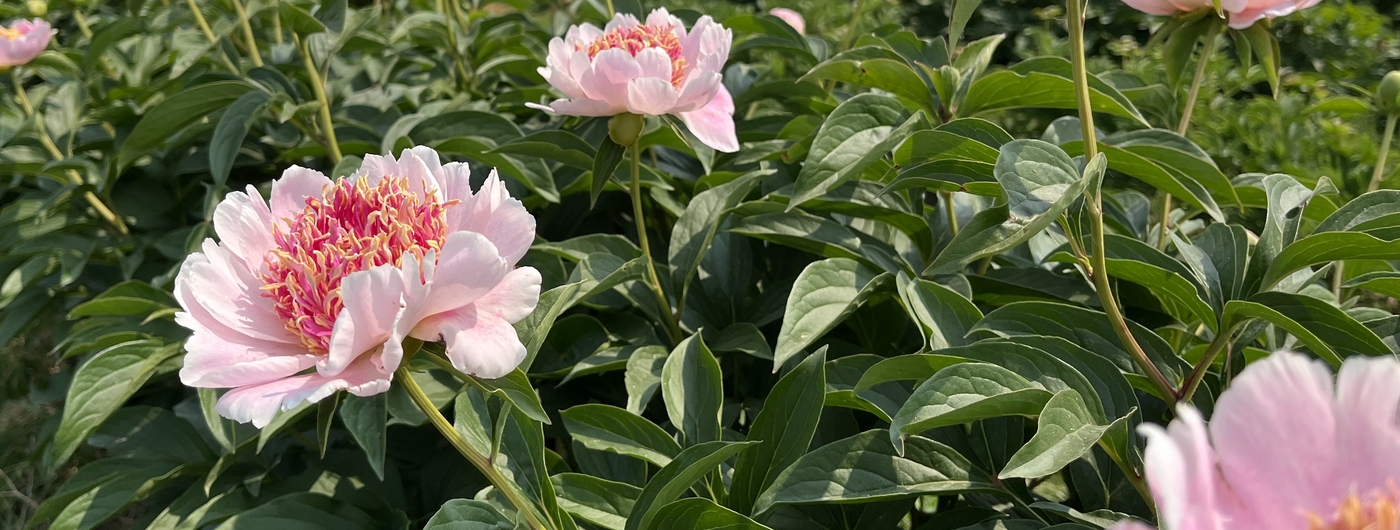 A field of pink peony flowers with darker pink ruffled centers, under a blue sky